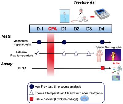 Electrical stimulation of the auricular branch of the vagus nerve potentiates analgesia induced by physical exercise in mice with peripheral inflammation